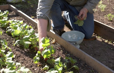 Zahrada v květnu: Sklízíme první úrodu
