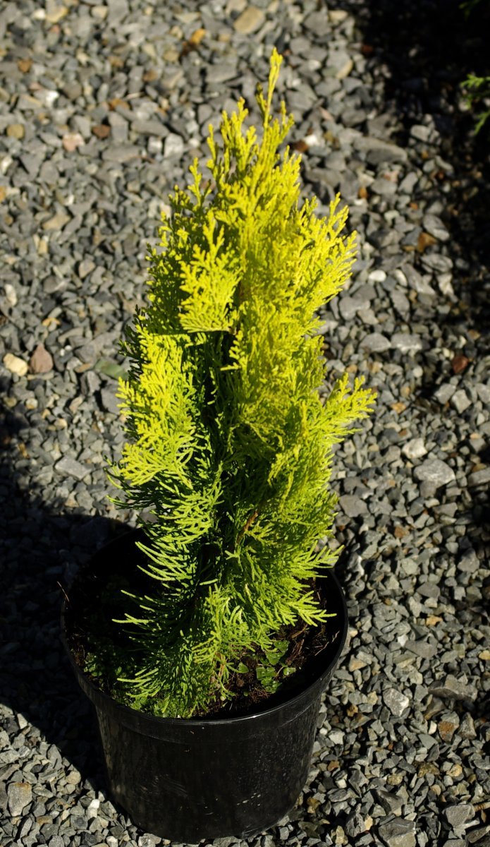 Thuja orientalis &#39;Pyramidalis Aurea&#39;