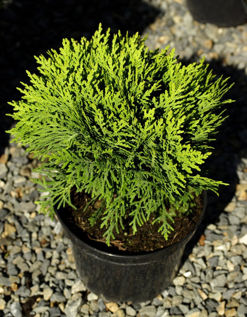 Thuja occidentalis &#39;Danica&#39;