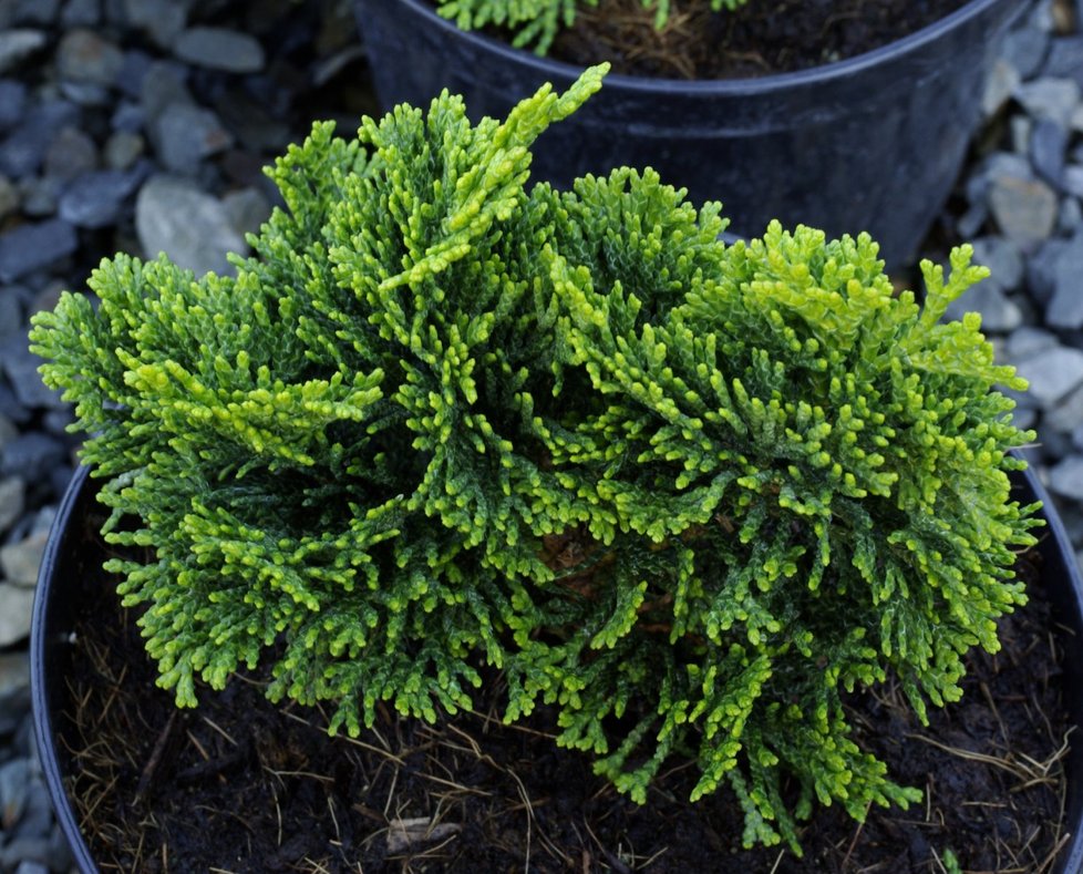 CH. obtusa &#39;nana gracilic&#39;