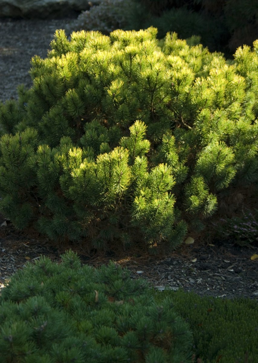 Pinus mugo &#39;Wintergold&#39;