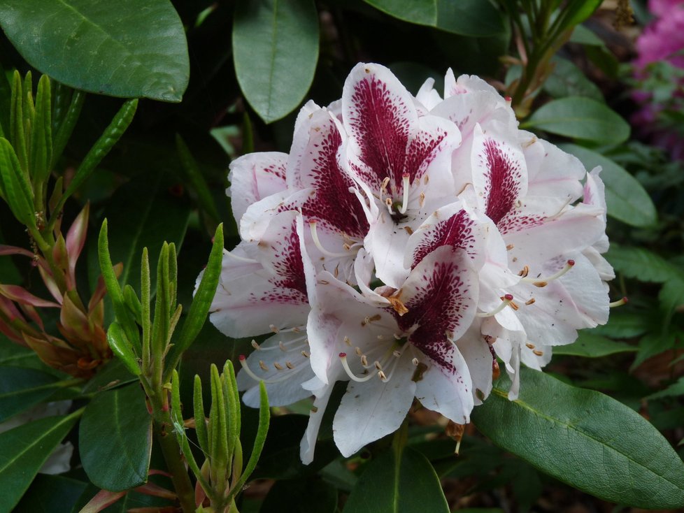 Rhododendron ze skalky na pražském Albertově