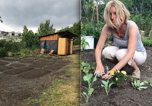 Renata na Kotlasce pěstuje astry, kedlubny i sukulenty.