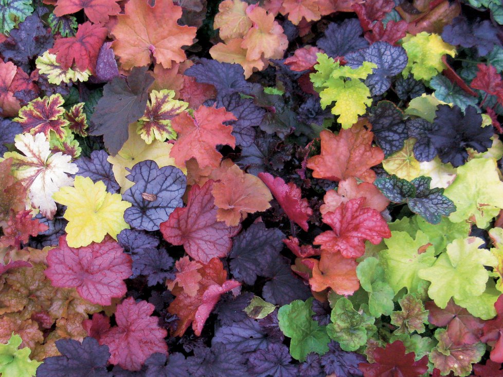 Heuchera