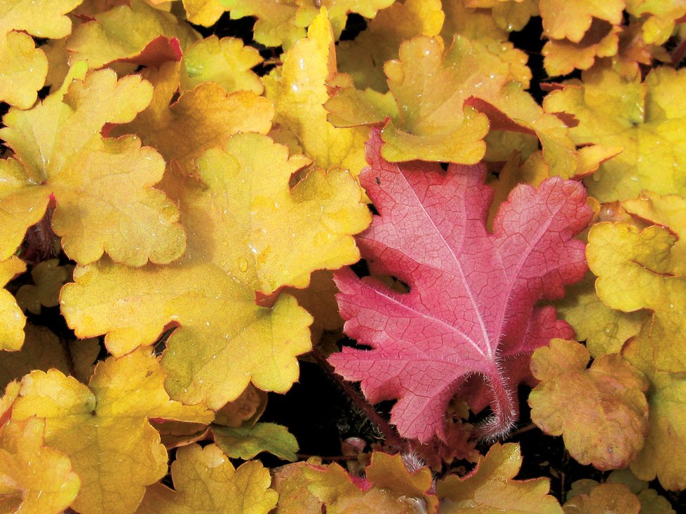 Heuchera Marmalade