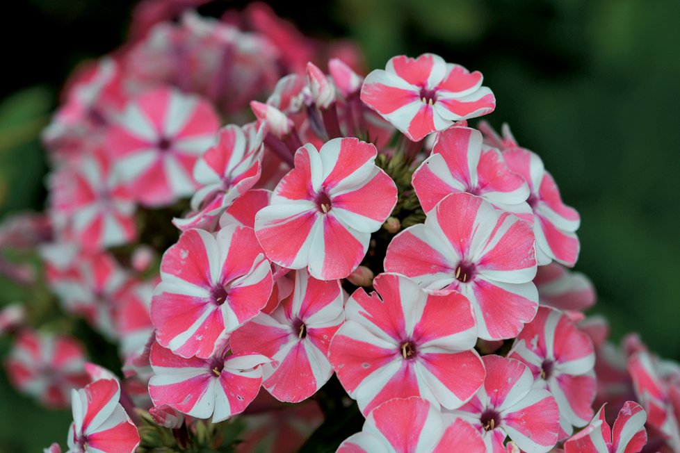 Phlox Peppermint Twis