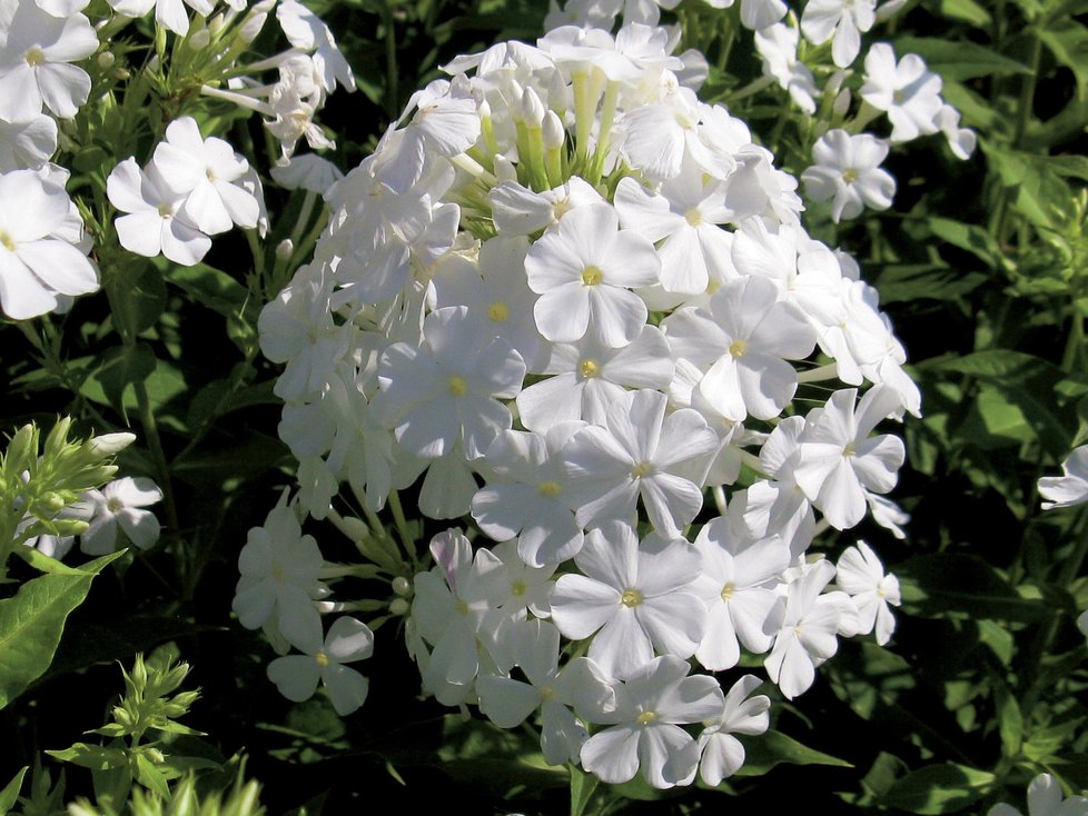 Phlox paniculata Fujiyama