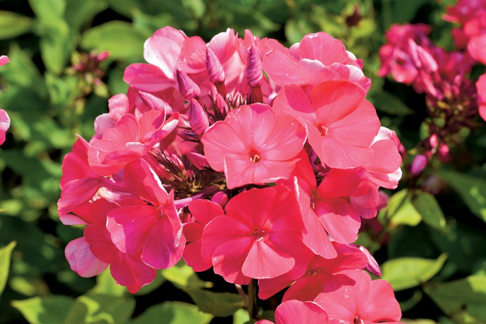 Phlox paniculata Tenor