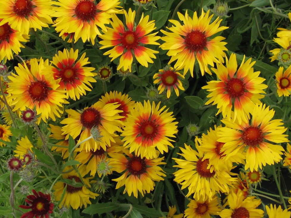 Léto - kokarda Gaillardia aristata Amber Wheel