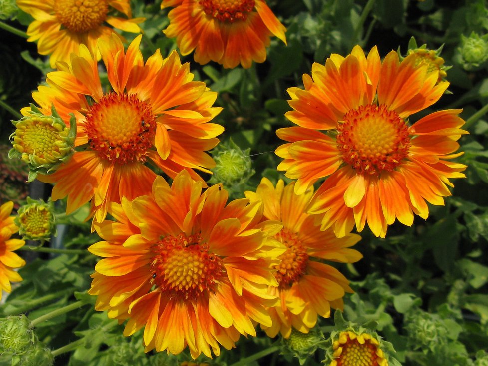 Léto - kokarda Gaillardia Orange and Lemon