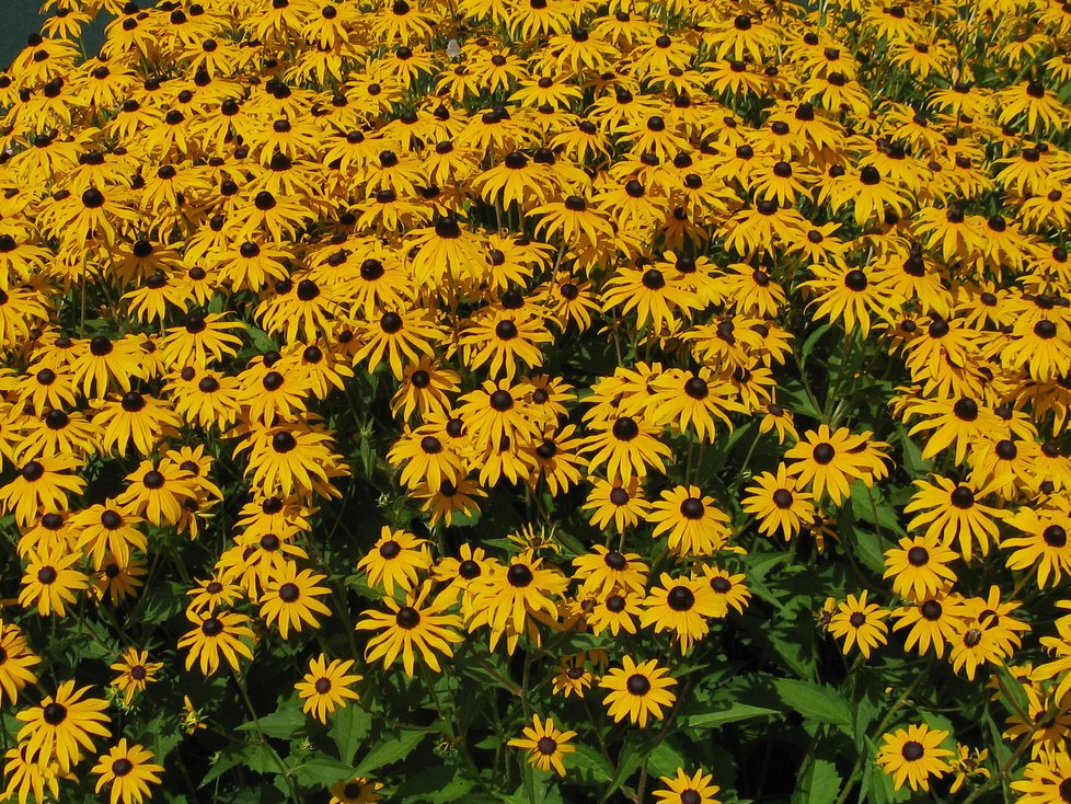 Léto - třapatkovka Rudbeckia fulgida Goldsturm