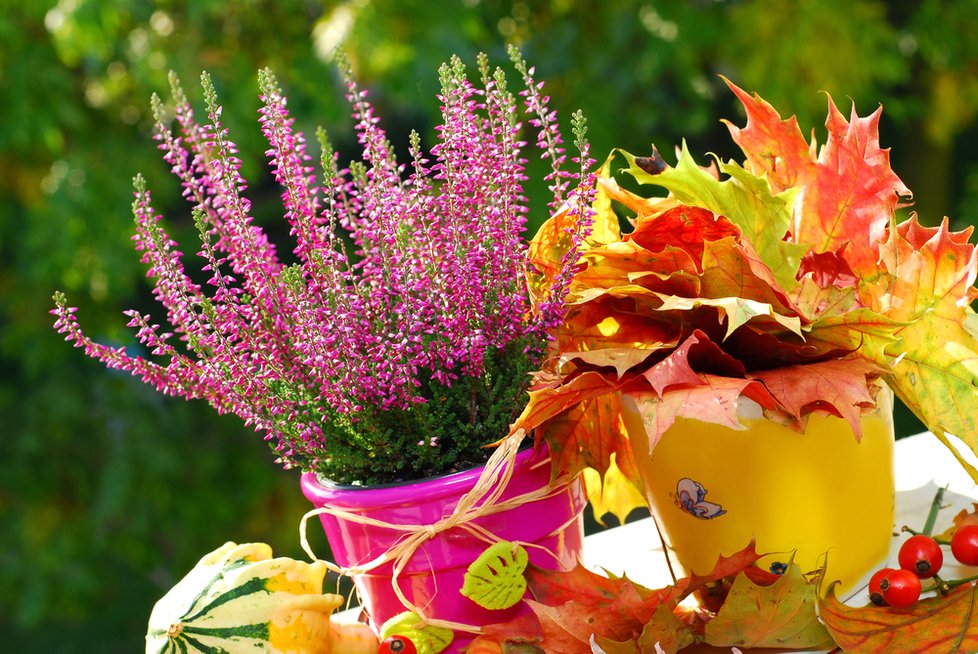 Do fialova a růžova zbarvené vřesovce k podzimu patří