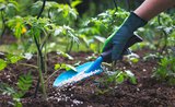 Jarné hnojenie záhrady: pozor na čerstvý hnoj, zničil by vám úrodu