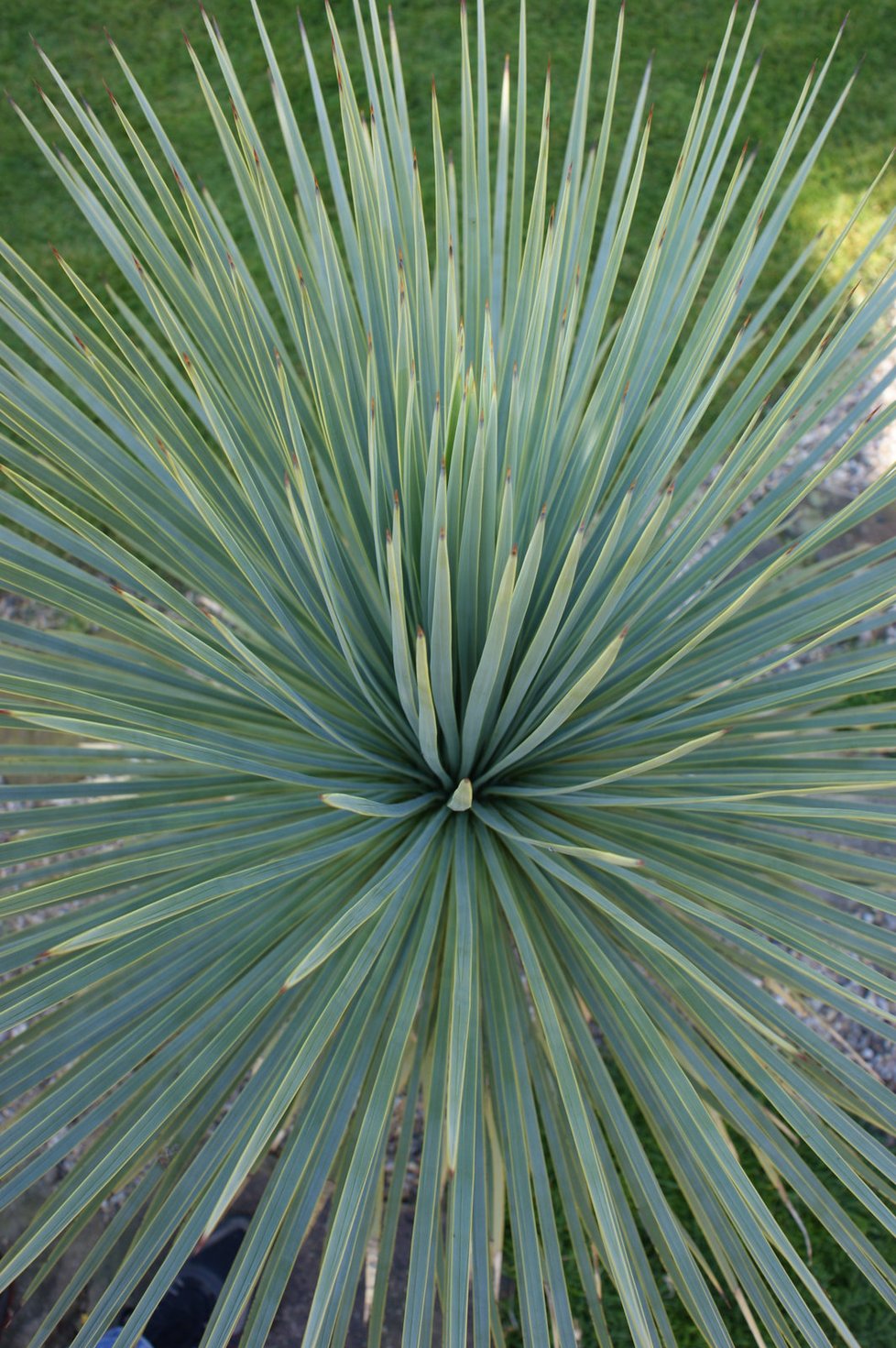 Pohled do listové růžice druhu Yucca rostrata