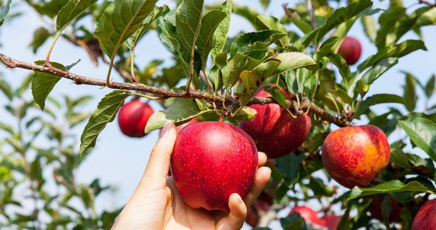Sklizeň ovoce v České republice loni klesla meziročně o 27 procent na 129 911 tun.