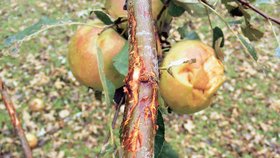 Jabloně poškozené kroupami, včetně větví