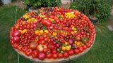 Zahrádkář Roman (50) sklízí 120 odrůd rajčat: Má černá i Gargamela!