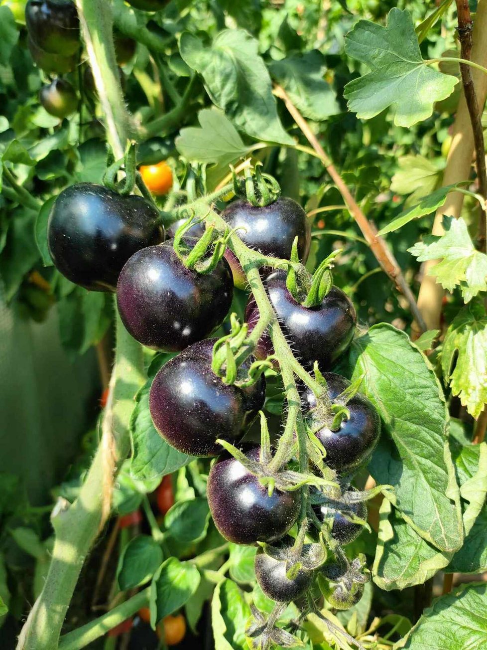Black ball se vyznačuje netradičními černými plody.