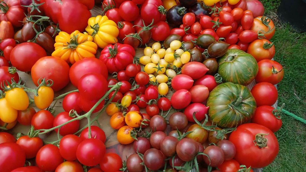 O oblíbenosti rajčat svědčí fakt, že jich v Česku zkonzumujeme průměrně 12 kg na osobu.