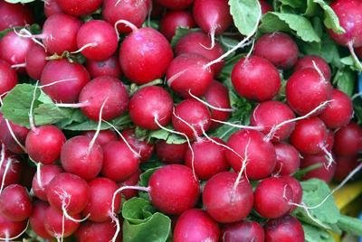 Ředkvičky mají velmi krátkou vegetační dobu, 30 až 40 dní,