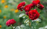 7 ověřených tipů, jak pečovat o zahradní růže