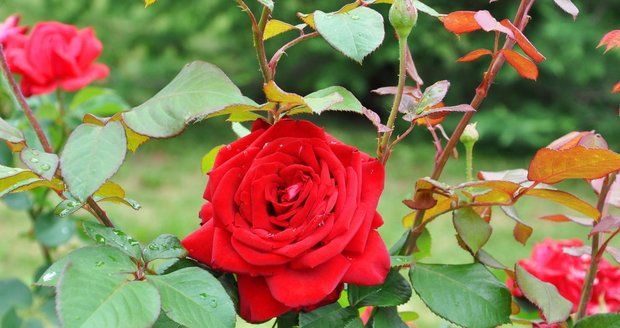 Růže pravidelně kontrolujte, jestli je nenapadla choroba.