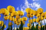 Tulipány jsou jedním ze symbolů jara