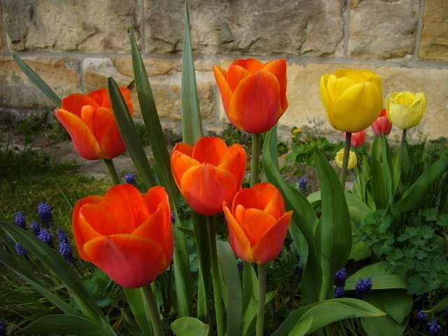 Cibule odkvetlých tulipánů vyryjte ze země.