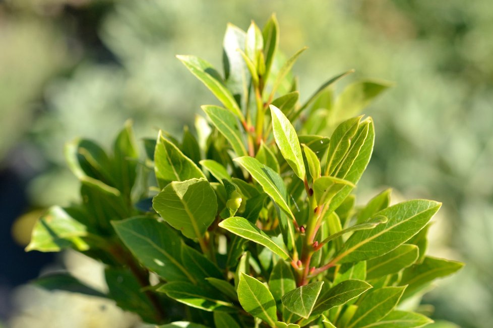 Laurus nobilis Bay Junior