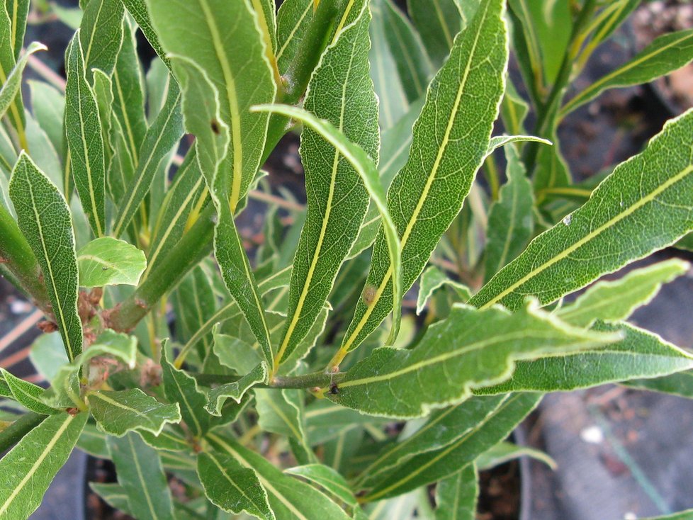 Laurus nobilis f.angustifolia