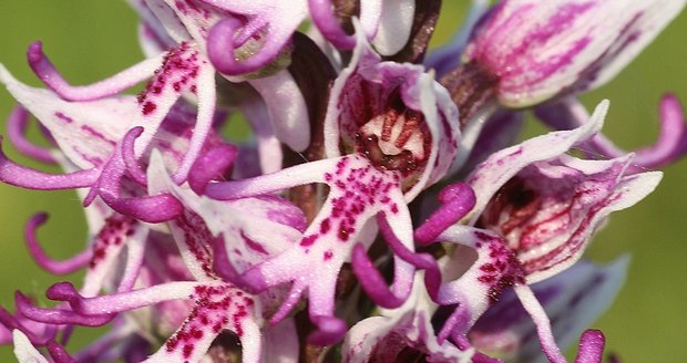 Orchidej opičí láká hmyz na mužíčky s pindíkem