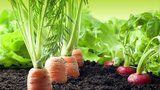 4 tipy pro úrodu zeleniny: Do jaké půdy ji zasadit a jaké druhy si rozumějí? 