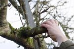 Zimní prořez stromů: Naučte se nejčastější techniky