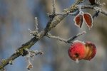 Aby i letos jabloně a hrušně dobře rodily, je třeba ještě v době vegetačního klidu upravit řezem jejich koruny.