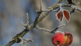 Škola prořezu stromů: Jak na jabloně a hrušně?