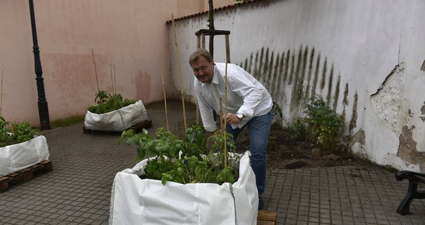 V centru Prahy vznikla nová komunitní zahrádka, fungovat bude do konce sezony.