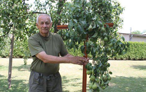 Miroslav Ohnút podpírá větve obsypané ovocem.
