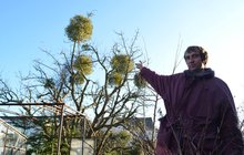 Šikovný zahradník ze Smiřic na Královehradecku: Jmelí pěstuji i na jabloni!