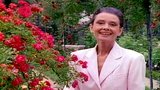 VIDEO: Poznejte nejslavnější růže světa s Audrey Hepburnovou