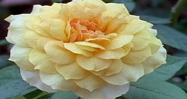 Růže století byla vypěstována z jediného neotestovaného semínka.