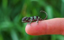 V Zooparku Zájezd se vylíhl chameleon límcový: Nejdřív vystrčil stočený ocásek