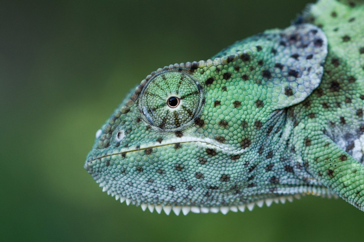 Dospělý chameleon límcový.