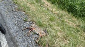 Žena se snažila vyhnout zajíci na silnici. Vybourala se a zvíře stejně zabila.