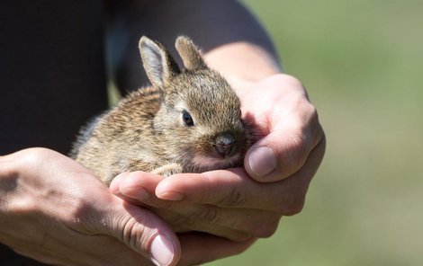 Lidé si myslí, že jsou zajíčci na mrazivé zemi opuštění. Hluboce se mýlí. 