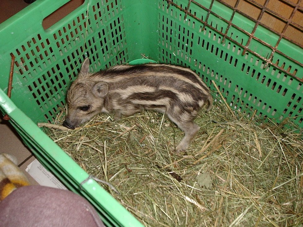 U srnečků a selat divočáků je situace jiná, ta pokud nejsou u matky, jsou opuštěná. Tady má smysl pomoci.