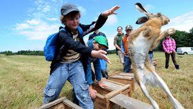 Děti ze Studené pouštěli na svobodu zajíce.