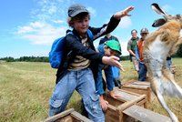 Běž si, ušáčku! Takhle děti vypustily zpátky do přírody 140 zajíců