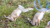Na pole poházeli jed na hraboše, našli 60 mrtvých zajíců: Je to hysterie, hájí se zemědělci