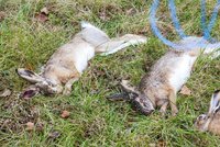 Na pole poházeli jed na hraboše, našli 60 mrtvých zajíců: Je to hysterie, hájí se zemědělci