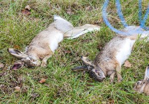 Myslivci na Brněnsku našli další uhynulé zajíce (ilustrační foto)